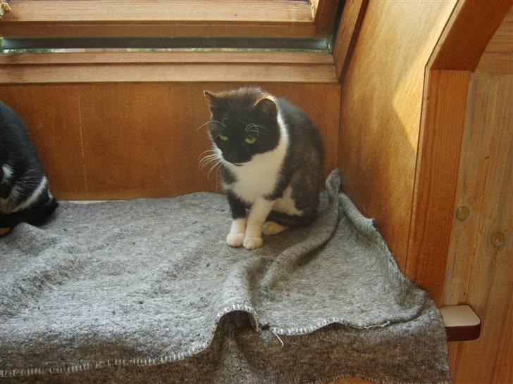 Huskat Lykke. - Mit navn er Lykke. billede 2