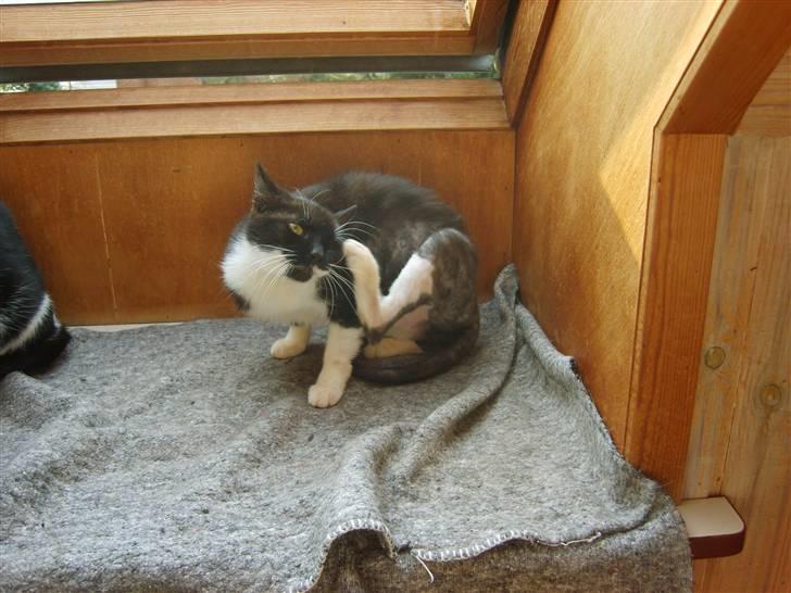 Huskat Lykke. - efter 14 dage ved mig. billede 3