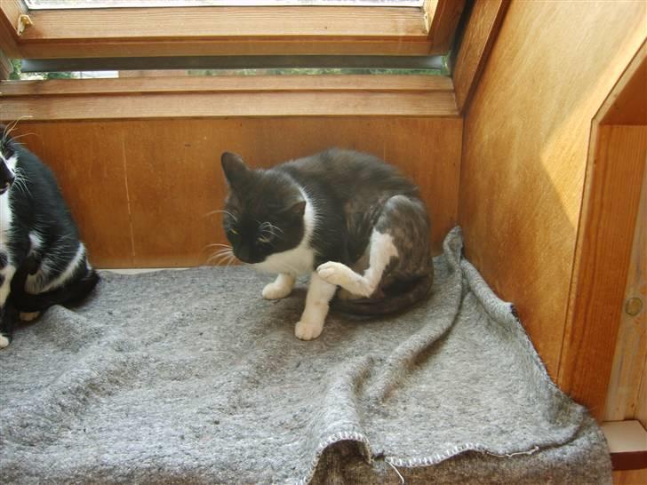 Huskat Lykke. - efter 14 dage ved mig billede 4