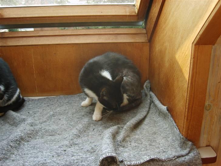 Huskat Lykke. - efter 14 dage ved mig billede 5