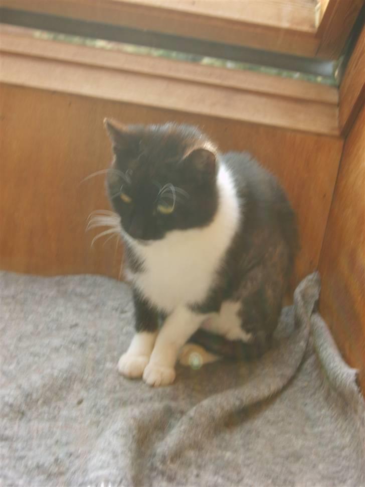 Huskat Lykke. - efter 14 dage ved mig billede 6