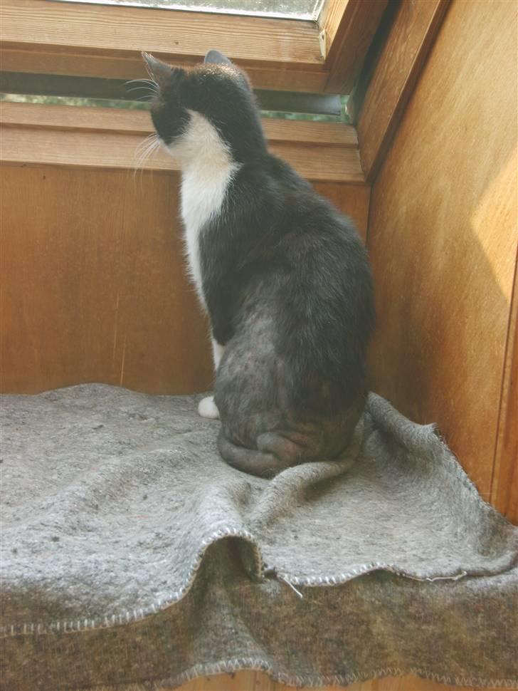 Huskat Lykke. - efter 14 dage ved mig billede 7