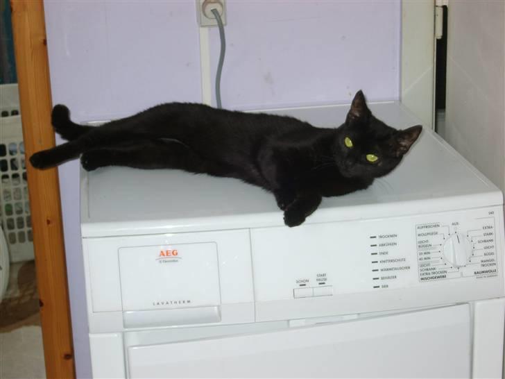 Huskat Beauty.  - Mit navn er Beauty, elsker at ligge på tørretromleren billede 1