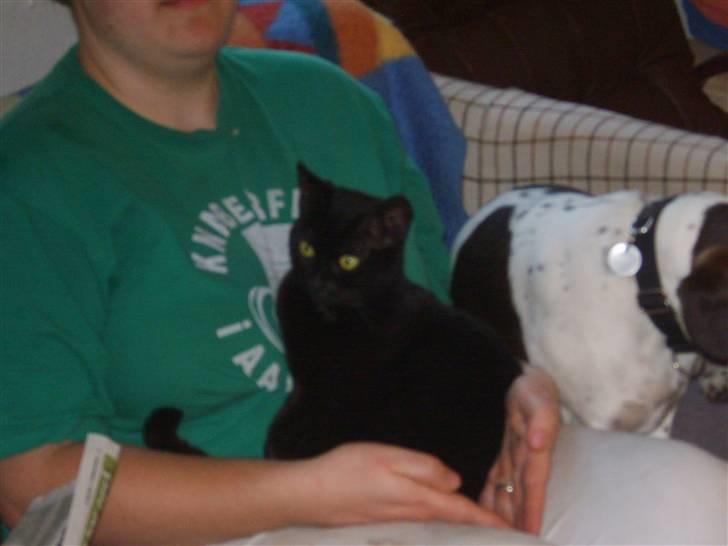 Huskat Beauty.  - Min ejer og mig i stuen. billede 2