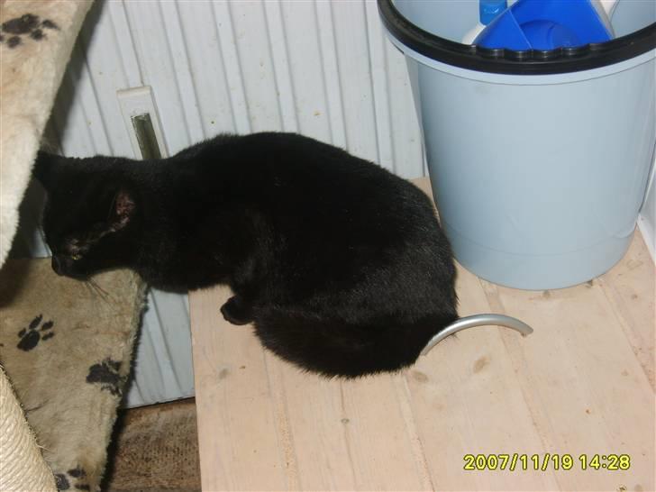 Huskat Beauty.  - Holder øje med omgivelserne :) billede 3