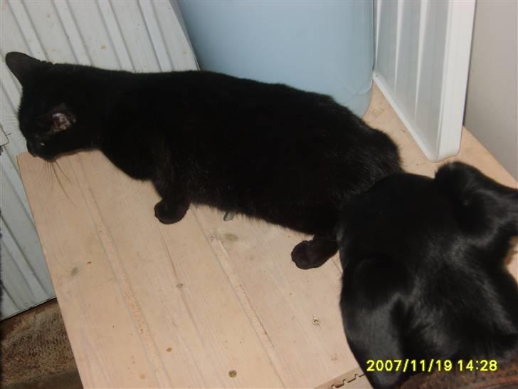 Huskat Beauty.  - Hvorfor skal den hund altid snuse til mig ? billede 4