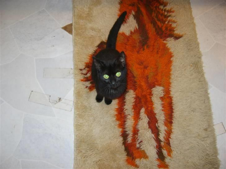 Huskat Beauty.  - Er jeg ikke dejlig ? billede 5