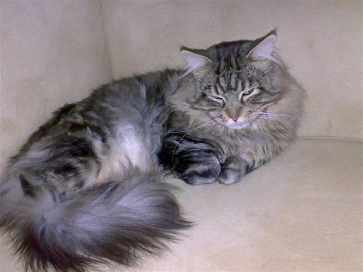 Maine Coon mercy - her ligger jeg og slapper af  billede 9