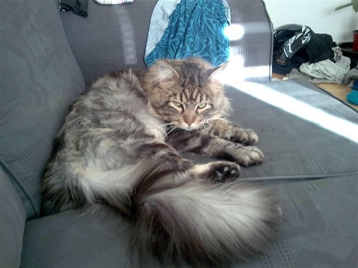 Maine Coon mercy - er jeg ikke skøn billede 10
