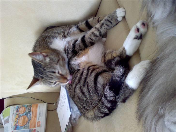 Blanding af racer benjamin - så er det bade tid billede 10