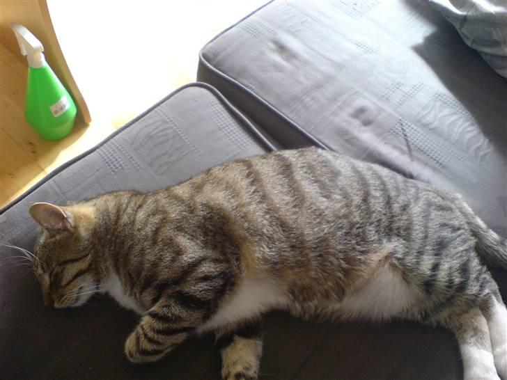 Blanding af racer benjamin - jeg er bare så flad billede 11