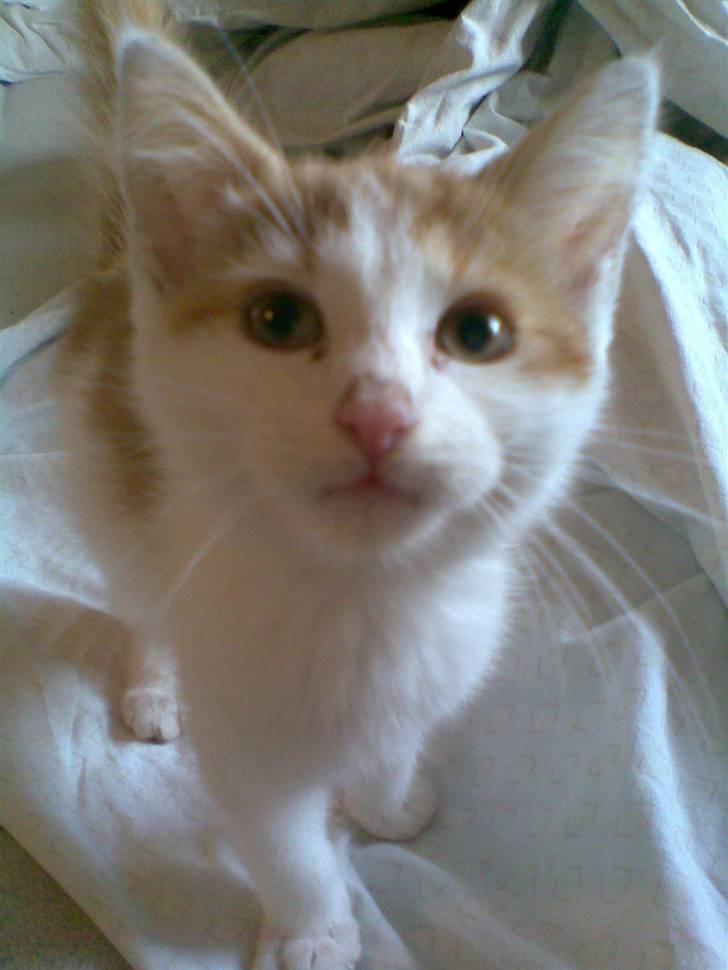 Blanding af racer **Prins Loui Charming**<3 - Lille Loui, fra dengang jeg fik ham :D billede 1