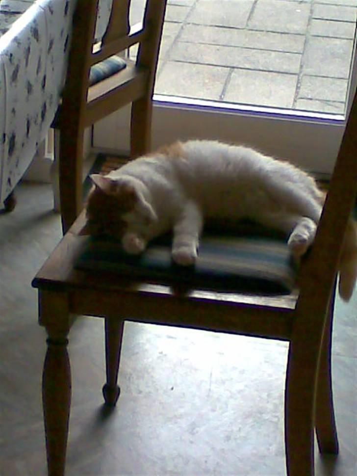 Blanding af racer **Prins Loui Charming**<3 - dejligt med en lur på stolen billede 2