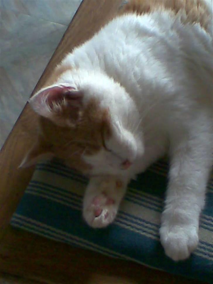 Blanding af racer **Prins Loui Charming**<3 - "Puh jeg er træt" billede 3