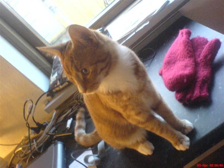 Blanding af racer Mikkel - Så stor han er blevet (; billede 16