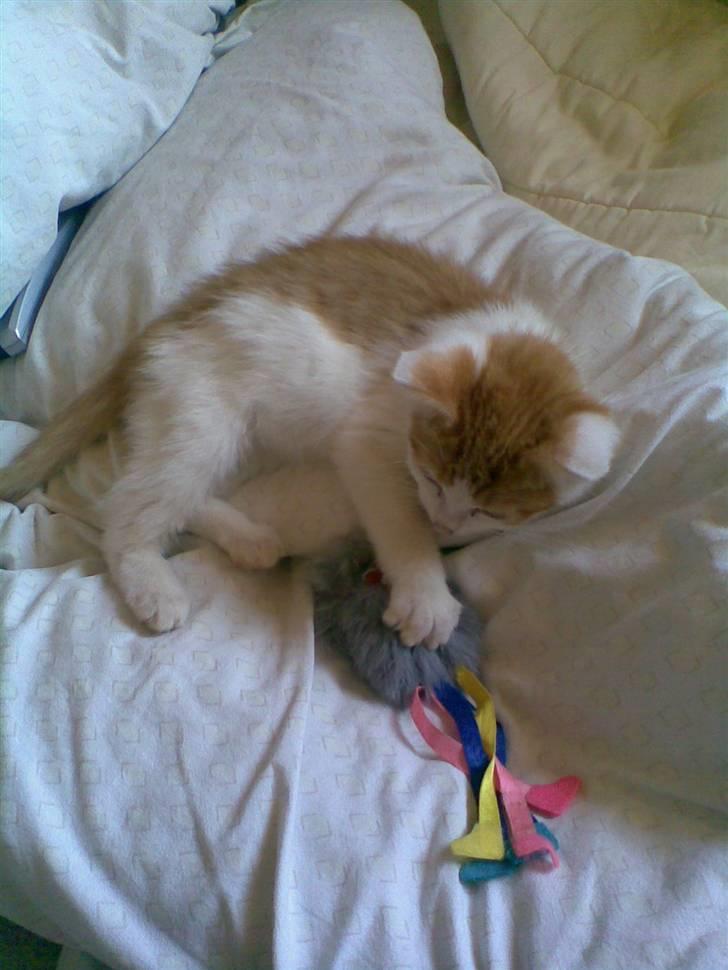 Blanding af racer **Prins Loui Charming**<3 - Dejligt legetøj jeg har fået mig (loui som killing) billede 4