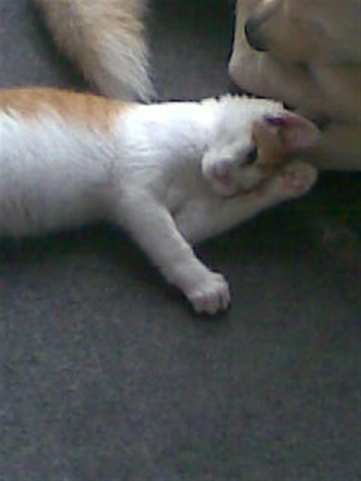 Blanding af racer **Prins Loui Charming**<3 - sikke trygt det er at ligge her ved familiens store hund ;P billede 5