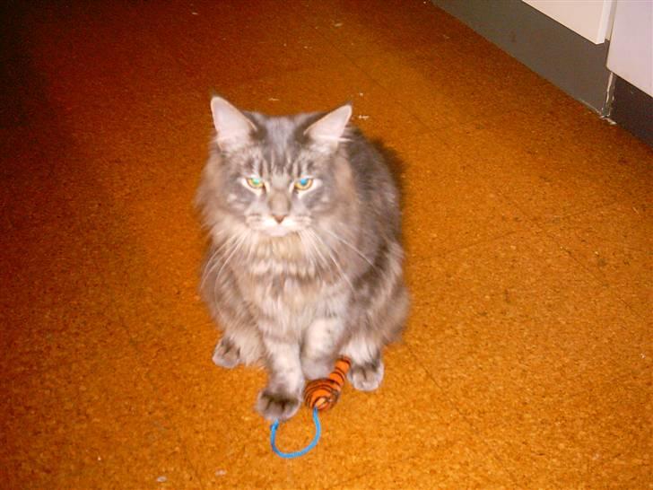 Maine Coon DK Camicoon's Felix - hej hej billede 10