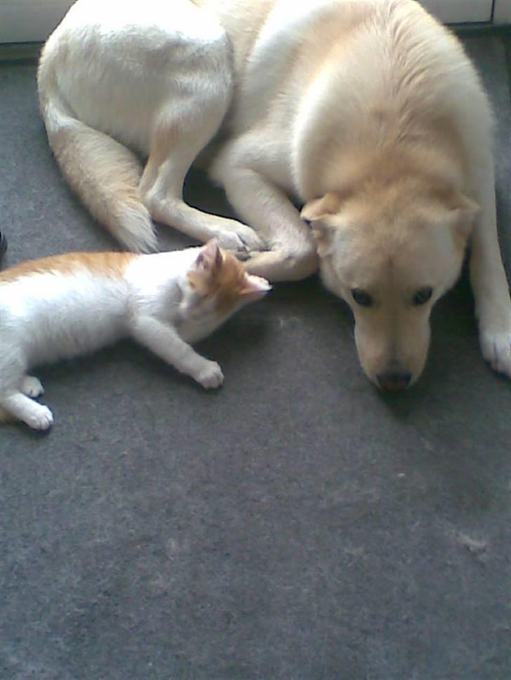 Blanding af racer **Prins Loui Charming**<3 - Men Dejligt for vi er bedste venner :D billede 6