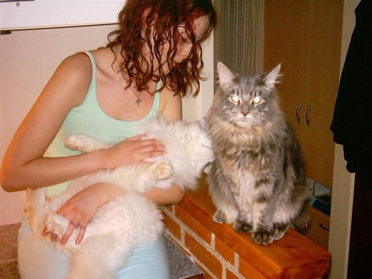 Maine Coon DK Camicoon's Felix - Mig og min storebror billede 11