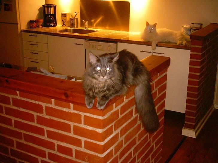 Maine Coon DK Camicoon's Felix - Ta´r lige en slapper.. billede 12