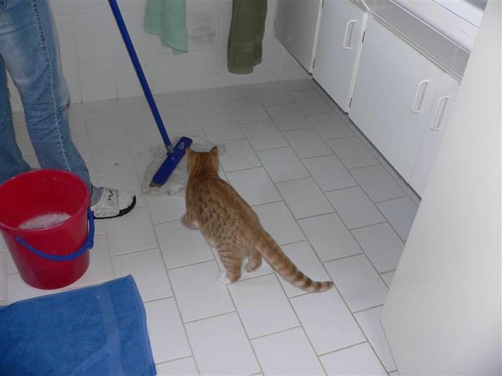 Blanding af racer Mikkel - Han skal bare altid være med (; Det er så hyggeligt, synes både han og min mor (; billede 17