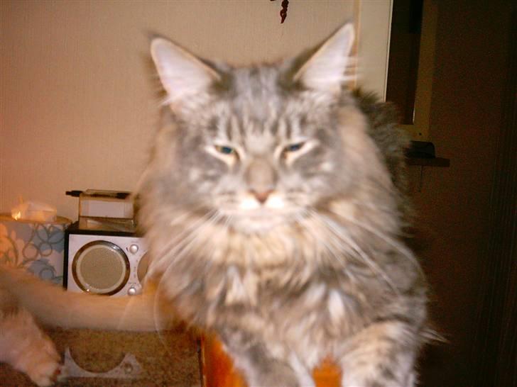 Maine Coon DK Camicoon's Felix - MIAAVV billede 13