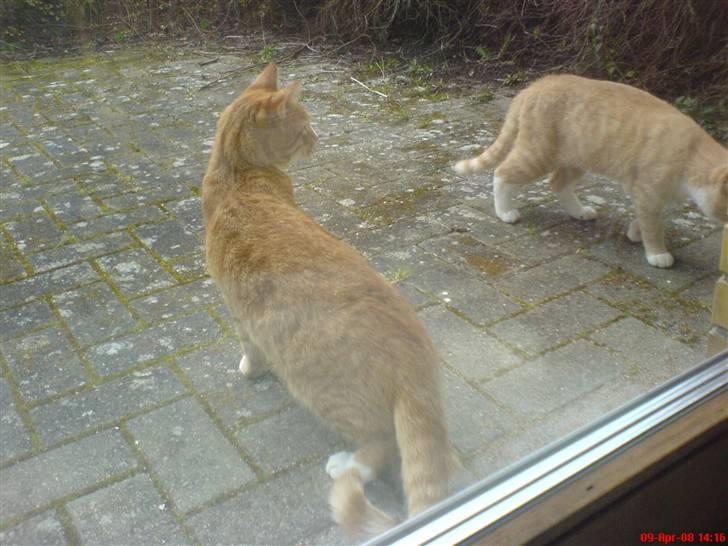 Blanding af racer Mikkel - Mikkel og hans ven igen, Mikkel er den mørke (; billede 18