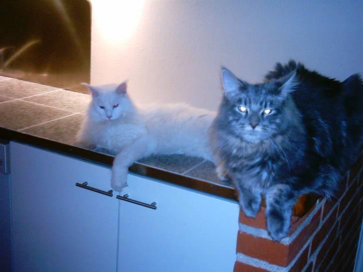 Maine Coon DK Camicoon's Felix - Mig og min storebror igen billede 14