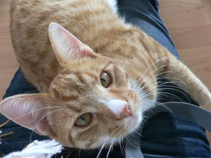 Blanding af racer Mikkel - Det er så hyggeligt når han ligger på ens ben, mens man sidder og venter på at ens mad bliver færdig (; billede 19