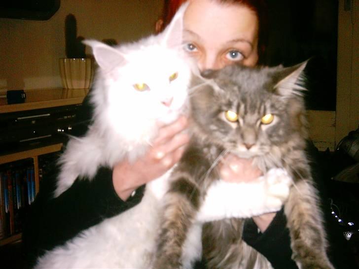 Maine Coon DK Camicoon's Felix - Første famile portræt billede 15