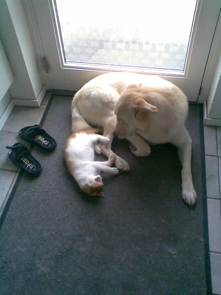 Blanding af racer **Prins Loui Charming**<3 - det er sjovt at lege med Balloo´s ben :D billede 7