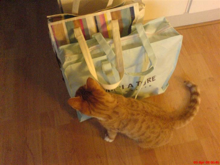 Blanding af racer Mikkel - Alt skal tjekkes inden det må forlade huset (; billede 20