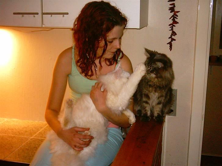 Maine Coon DK Camicoon's Felix - Søskende kærlighed billede 16