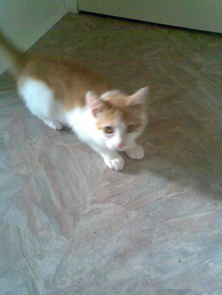 Blanding af racer **Prins Loui Charming**<3 - loui som killing billede 8