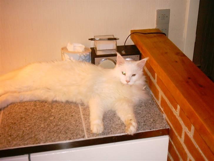 Maine Coon DK Coonation's Ittu - Flyder billede 19