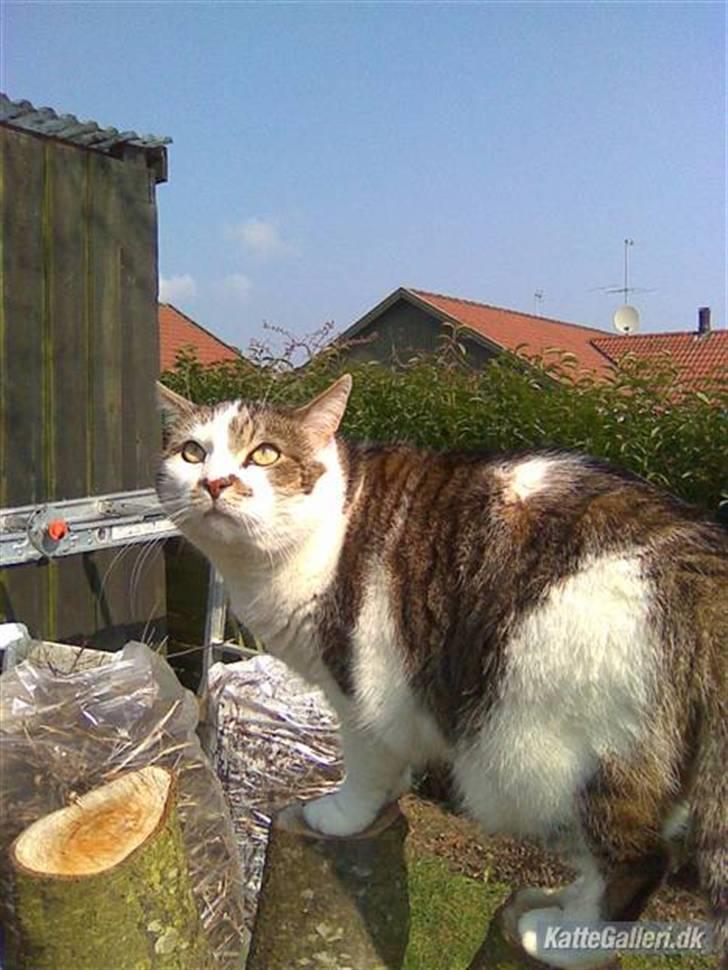 Huskat Mille  R.I.P billede 20