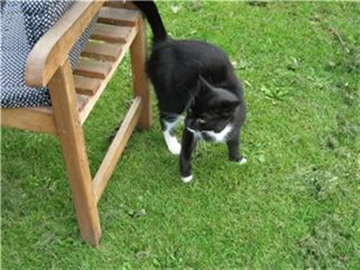 Huskat Sorteper R.I.P billede 2