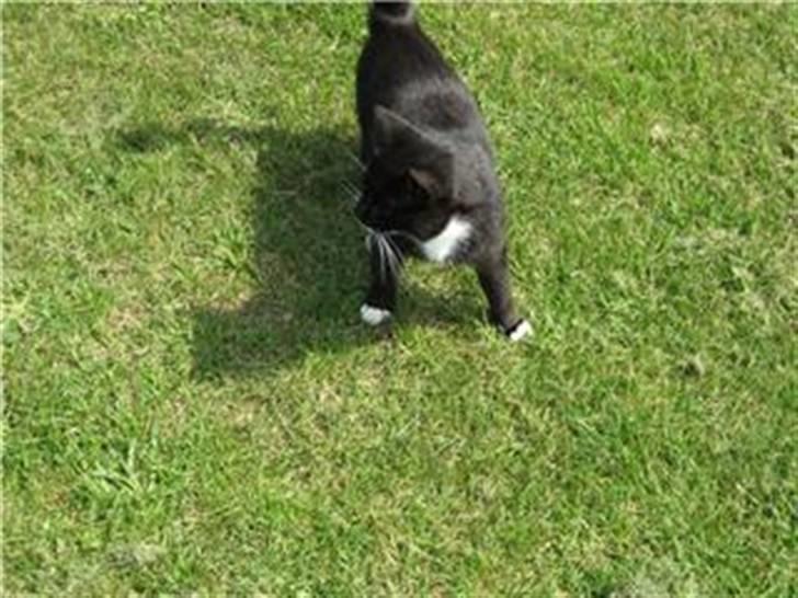 Huskat Sorteper R.I.P billede 3