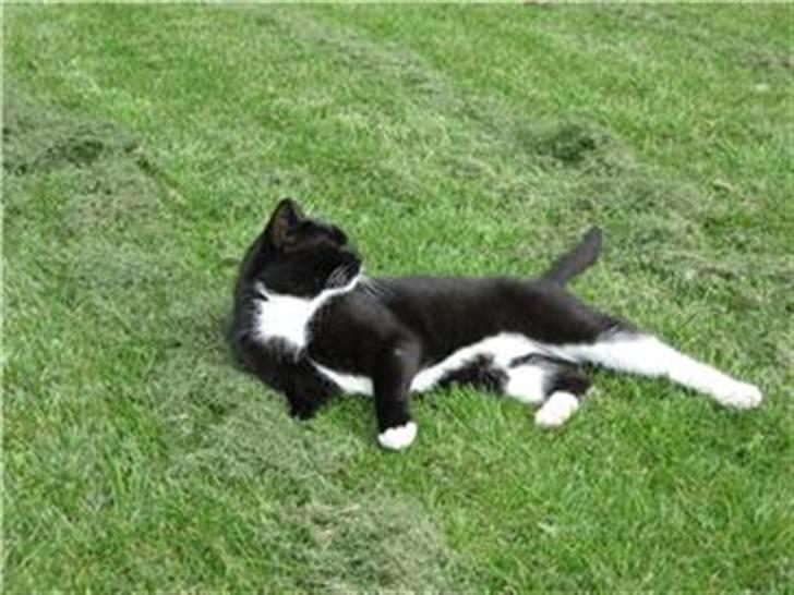 Huskat Sorteper R.I.P billede 4