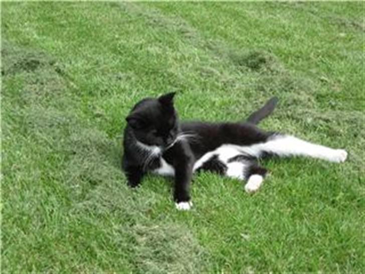 Huskat Sorteper R.I.P billede 5