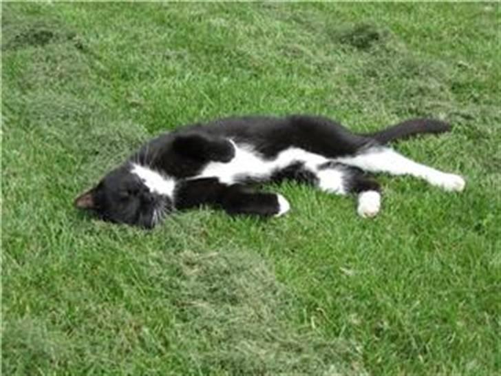 Huskat Sorteper R.I.P billede 6