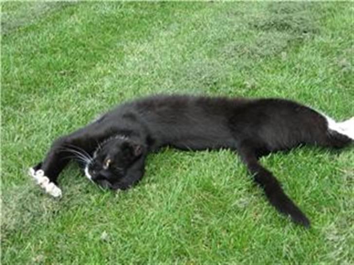 Huskat Sorteper R.I.P billede 7