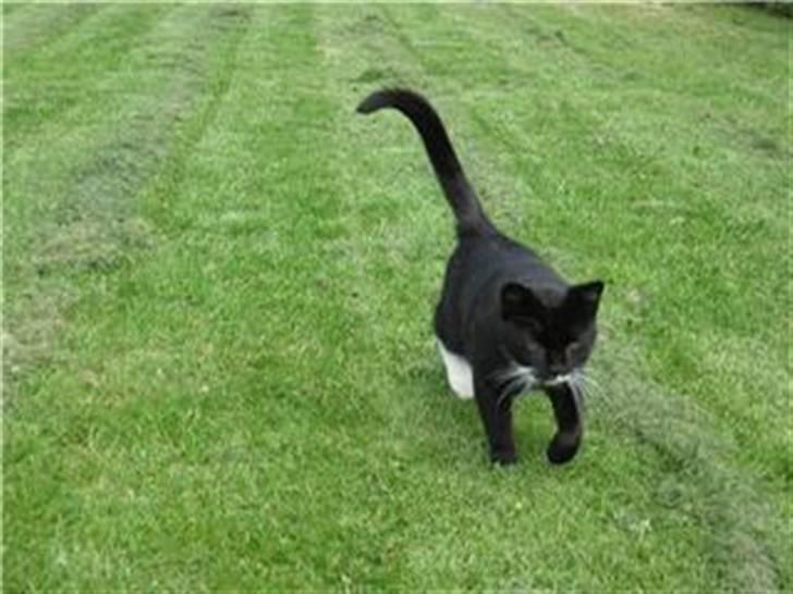 Huskat Sorteper R.I.P billede 8