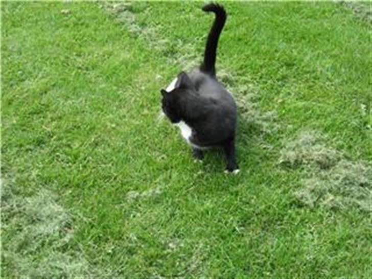 Huskat Sorteper R.I.P billede 9