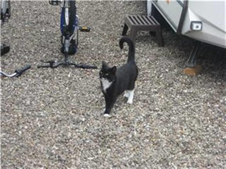 Huskat Sorteper R.I.P billede 10