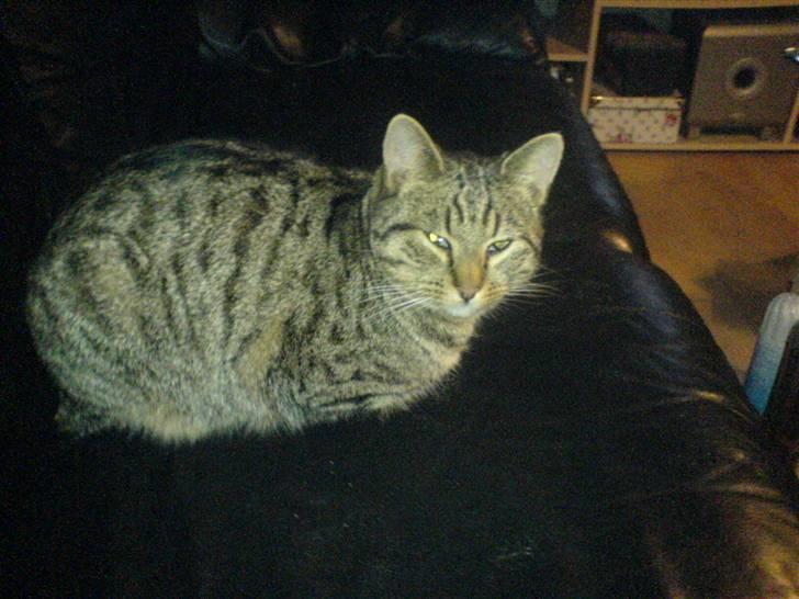 Huskat Tigger billede 1