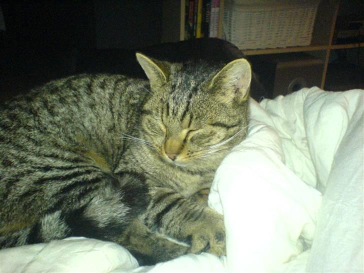 Huskat Tigger billede 2