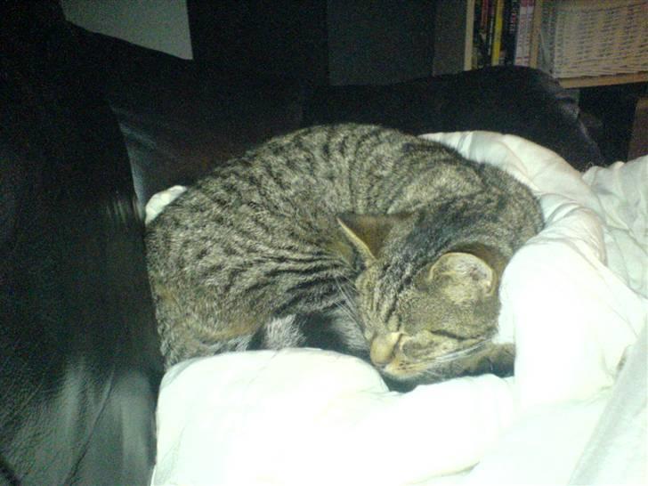 Huskat Tigger billede 3