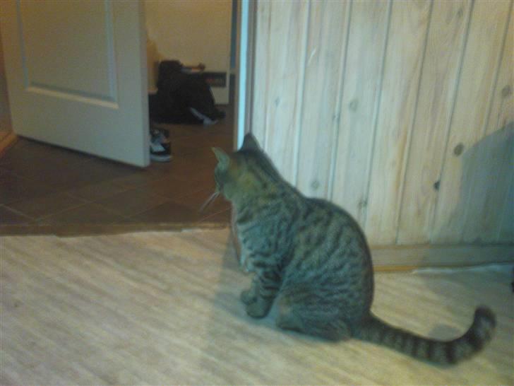 Huskat Tigger billede 4